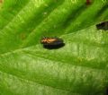Agrilus sp.